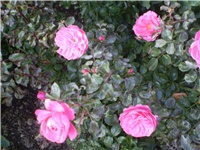 4c9c077e-Picture 691.jpg